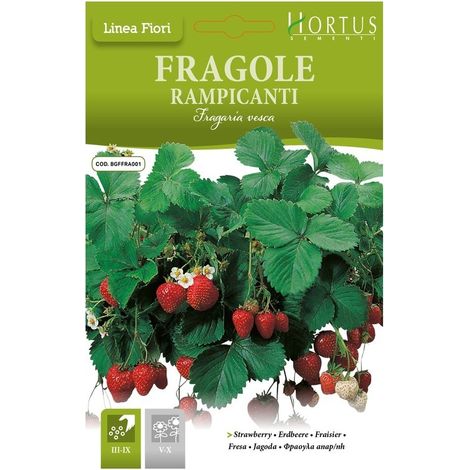 Fragole Rampicanti DB
