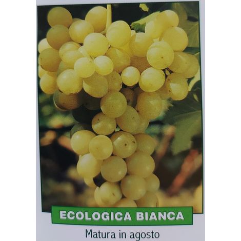 Uva ecologica bianca - pianta di 3 anni
