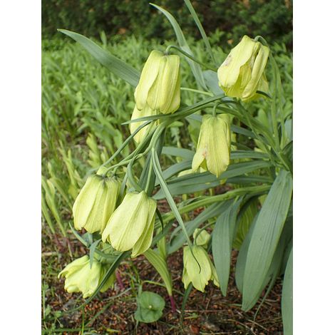Fritillaire Bulbe calibre I (par 2) (1/2)
