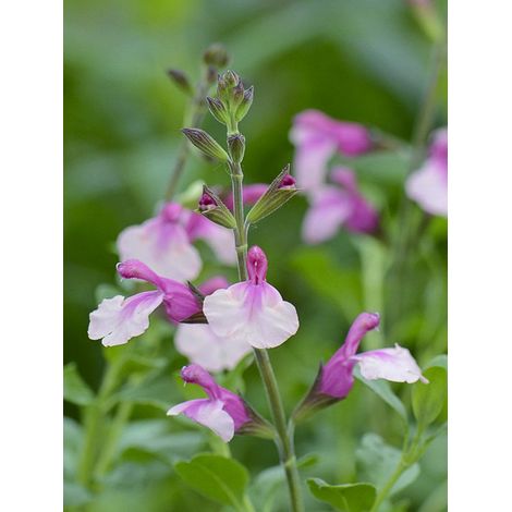 Sauge 'Delice Gold And Wine' Godet de 8/9 cm