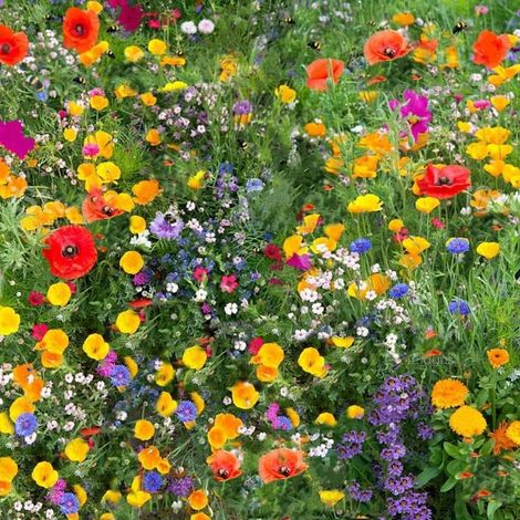 Graines de Fleurs Sauvages – 1000 Graines – Mélange Coloré – Plantes Mellifères – Idéal pour Prairie Fleurie (1/5)