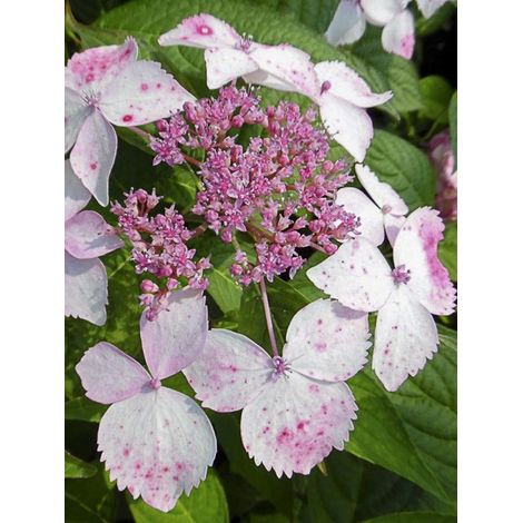 Hortensia 'Grayswood' Pot de 2L/3L (1/3)