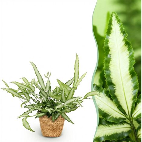 Fougère Ruban Pteris cretica Albolineata Plante d'Intérieur avec Panier Pot 12cm Hauteur 20cm - PANGIVO (1/5)