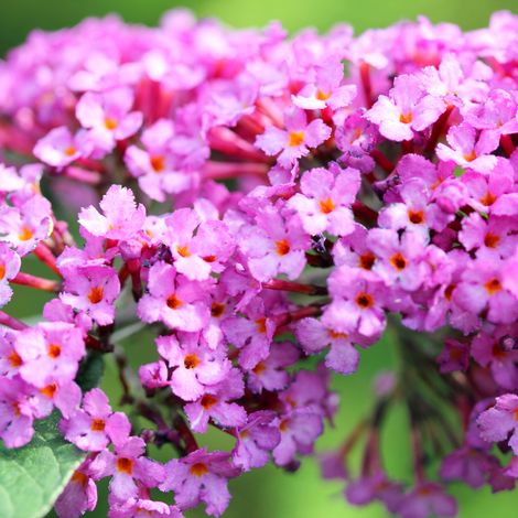 Arbre aux papillons pink delight - Buddleja davidii pink delight 60 cm Pot 3L