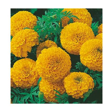ROSE D'INDE JAUNE - 0.3 G