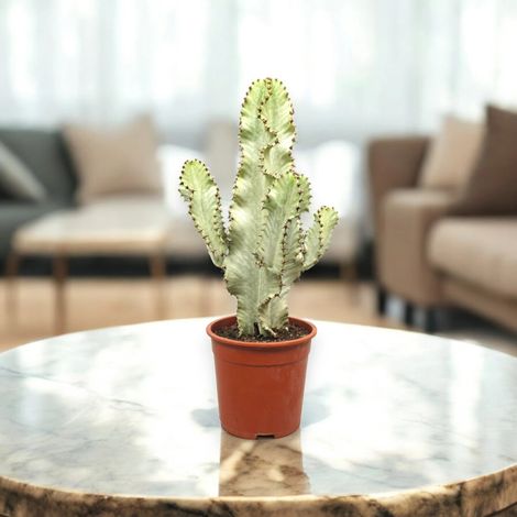 Gardenaria Euphorbia ingens variegata - Pianta da interno ornamentale - Altezza: 55 cm (vaso 20)