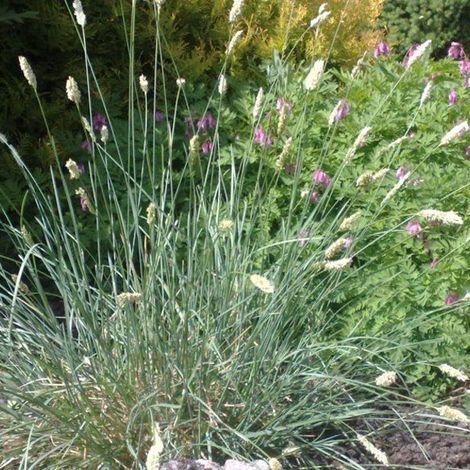 4 x Sesleria nitida - godet 9x9 cm