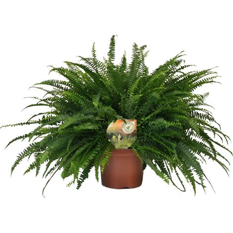 Fougère de Boston Nephrolepis Green Lady - Plante d'Intérieur Dépolluante - Ø19cm - H60cm - PANGIVO (1/4)