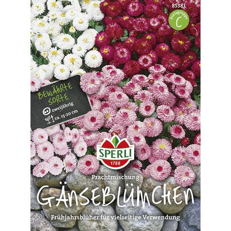 Sperli – Pâquerette double Prachtmischung – Graines de fleurs, bisannuelle, hauteur env. 15-20 cm (1/2)
