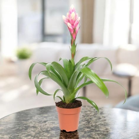 Gardenaria Guzmania 'Candy' - Pianta da interno ornamentale - Altezza: 50 cm (vaso 12) (1/5)