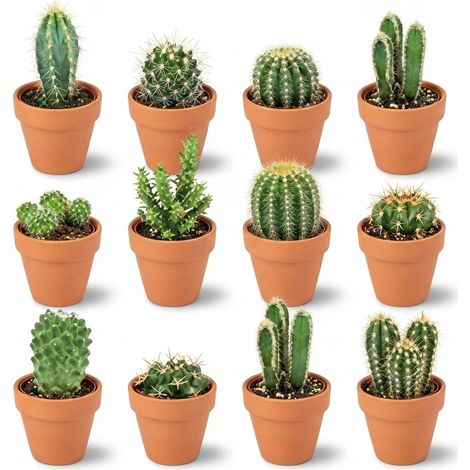 Lot de 12 Mini Cactus Mélange Varié en Pots de Terre Cuite Ø 5,5 cm Hauteur 5-10 cm Plantes d'Intérieur - PANGIVO (1/4)