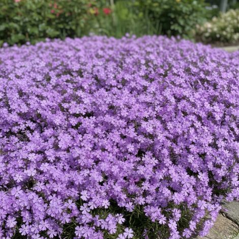 Phlox nain Purple Beauty, Phlox mousse/Lot de 9 godets