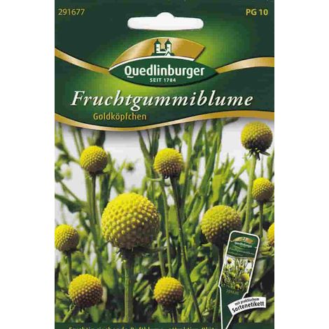 Quedlinburger Fruchtgummiblume Goldköpfchen - Blumensamen (1/2)
