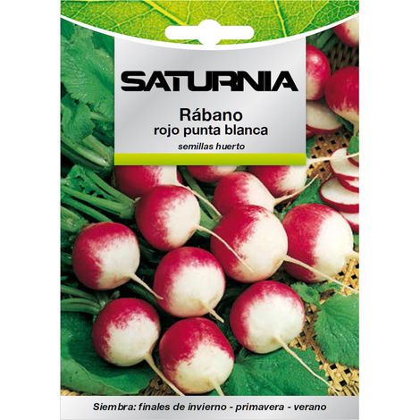 Grandi semi di ravanello rosso con la punta bianca Raphanus sativus radiciula (8 grammi) (1/2)