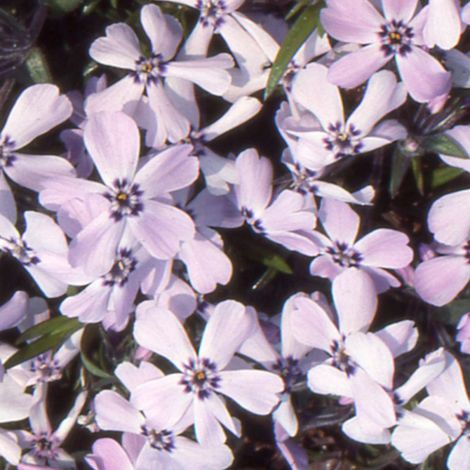 Phlox nain Benita/Godet