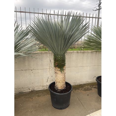 YUCCA ROSTRATA VASO 60 H. TR.70/80