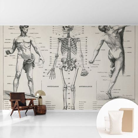 Papier peint avec colle pour décoration moderne de salon chambre à coucher cuisine et bureau Facile Anatomie classique 416x254 cm (1/5)