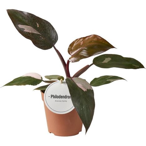 Philodendron Burgundy Princess plante d’intérieur feuillage panaché 25 cm pot 12 cm - PANGIVO