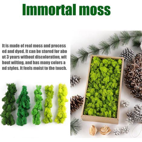 1 sachet de 500 g de mousse artificielle, mousse de renne préservée, plante pour aménagement paysager mural, vert clair / 500 g (1/5)