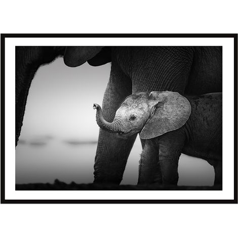 Bild Poster im Rahmen 33x43 cm Elefanten P2258 (1/3)