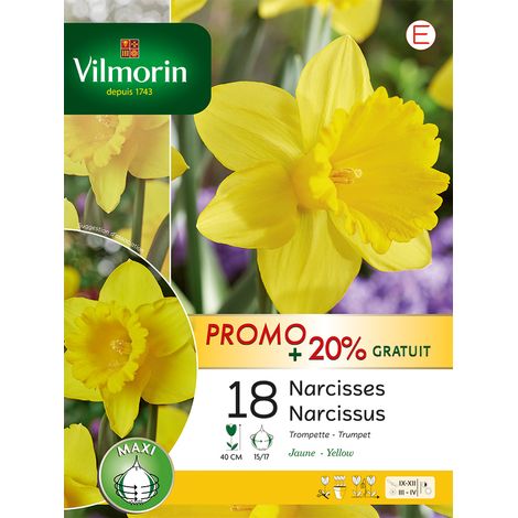 Vilmorin Narcisse Trompette Jaune (x18) (1/2)