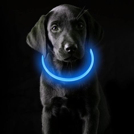 Adjustable 70cm Light-Up Collar, USB Rechargeable, Waterproof, 3 Blue Light Modes, Suitable for Small, Medium, and Large Dogs and Cats (1/5)