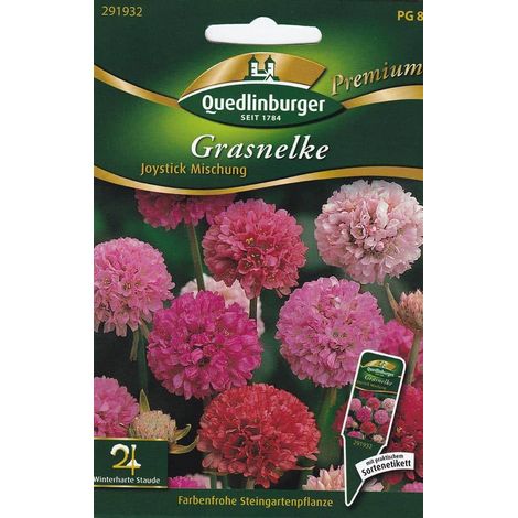 Quedlinburger Grasnelke Joystick Mischung - Blumensamen (1/2)