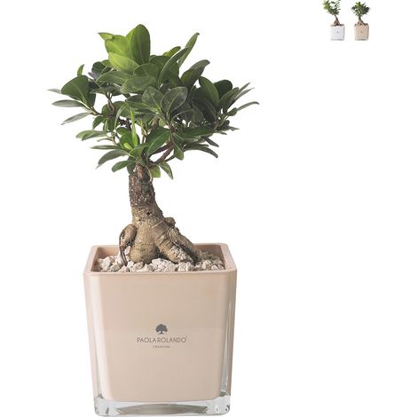 Pianta bonsai ficus ginseng in vaso di vetro a cubo Paola Rolando Sogno - Beige