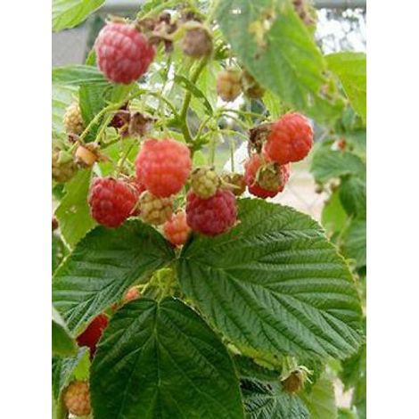 Framboisier 'Heritage' Pot de 1,5L/2L, Touffe (1/3)
