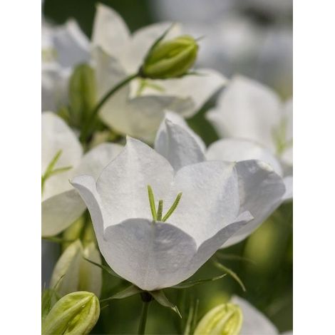 Campanule des Carpates 'White Clips' Pot de 2L/3L (1/2)