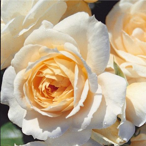 2 x Rosa  - Kordes Rose des fées - Rosa 'Lions - Rose'®