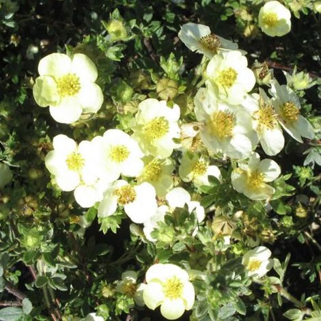 Potentille arbustive 'Tilford Cream' - 25-30 cm pot