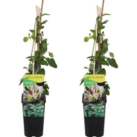 Bloomique - Lot de 2 - Lonicera Periclymenum - Chèvrefeuille sauvage - Jaune - Plantes grimpantes - Plantes de jardin - Rustiques - Pot 15cm - 70-80cm de Haut (1/5)