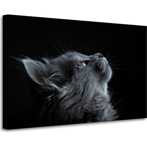 Leinwanddruck Tiere Perserkatze 90x60 cm