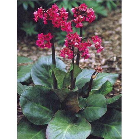 Bergénia 'Winterglut' Godet de 8/9 cm (1/2)