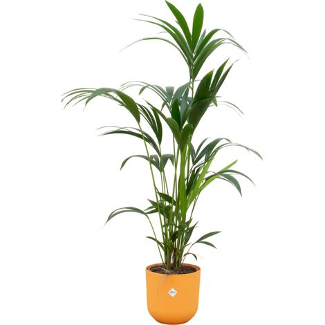 Palmier Kentia Howea forsteriana avec Pot Round Jaune Ø26 cm - 160 cm - PANGIVO