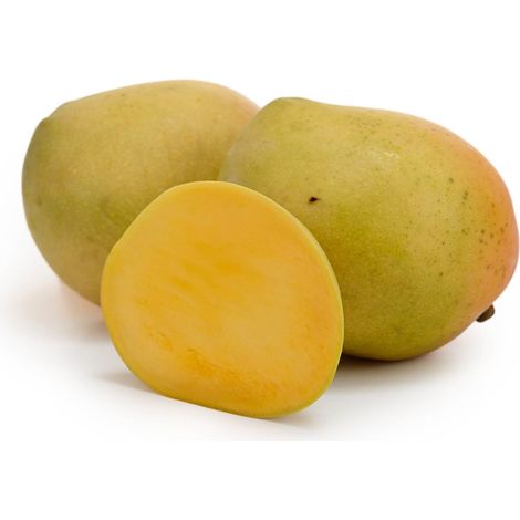 Mango Irwin (Pianta di 3 anni)
