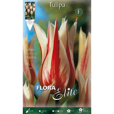 Bulbi di Tulipano Lily-Flowered Marilyn (CONFEZIONE DA 7 BULBI)