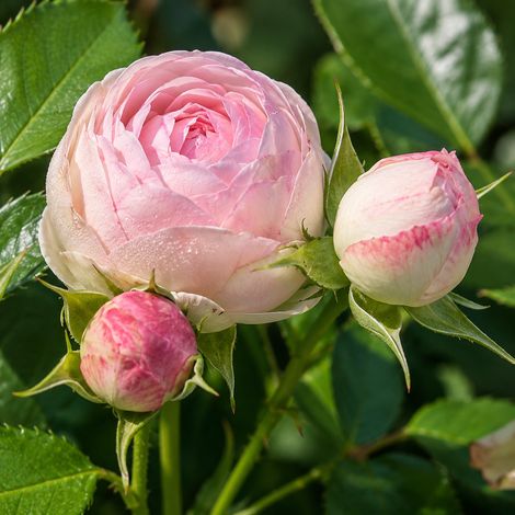 Gardenaria Rosa 'Lovely Rokoko' - Rosa da giardino - Altezza: 40/50 cm (vaso20) (1/3)