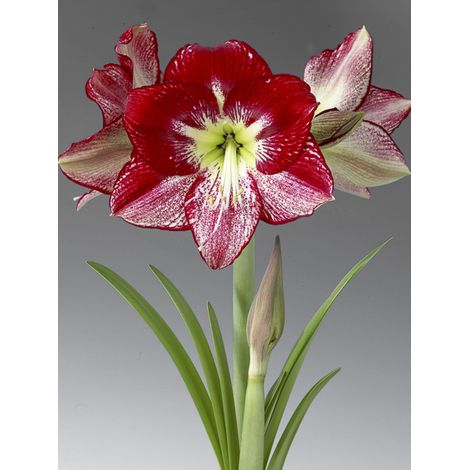 Amaryllis 'Flamenco Queen' Bulbe calibre 24/26, Extra