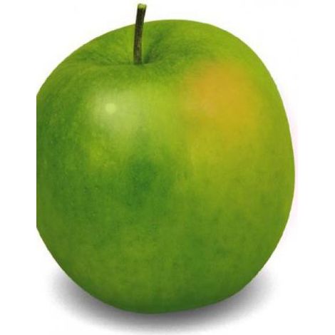 Pommier 'Granny Smith' Pot de 7,5L/10L, Gobelet (1/3)