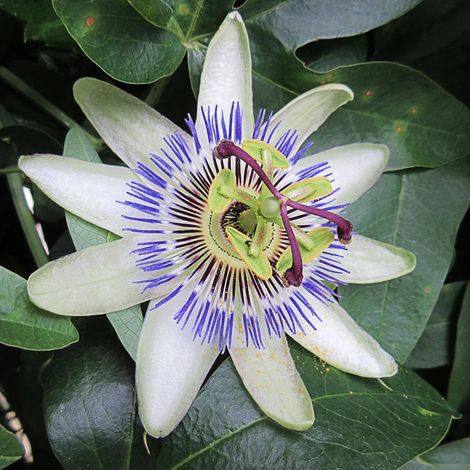 Passiflore Colvillii/Godet - 5/20 cm (1/2)