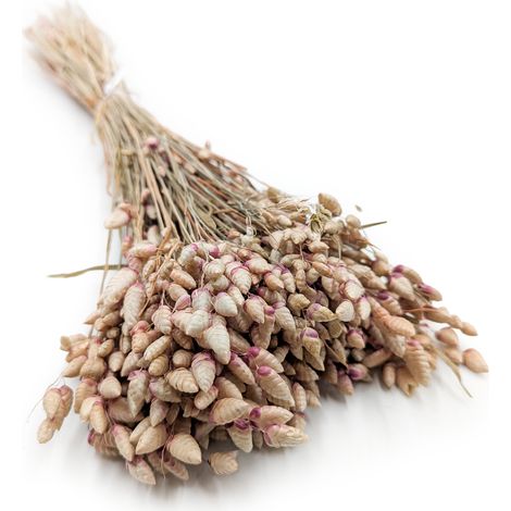 Briza Maxima seca - (Briza Maxima) - Rosa natural (1/5)