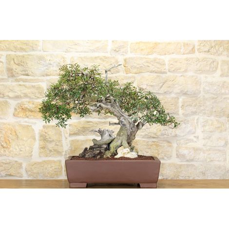 Bonsai di Lentisco (59) (1/5)