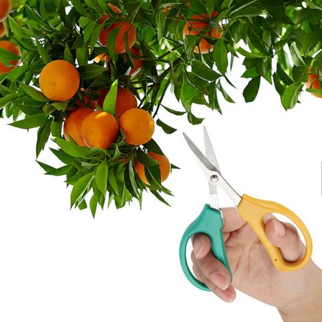 Forbici da potatura in acciaio inox – cesoie manuali per bonsai – potatura di erbe aromatiche e fiori
