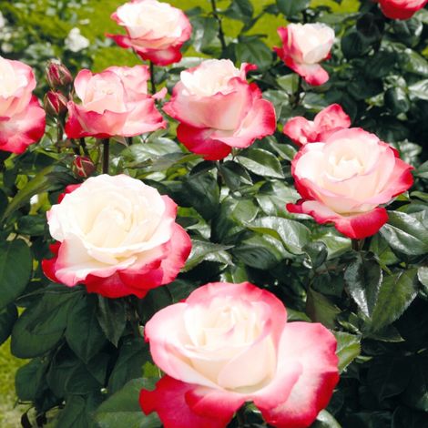 Gardenaria Rosa 'Nostalgie' - Rosa da giardino - Altezza: 40/50 cm (vaso20) (1/4)