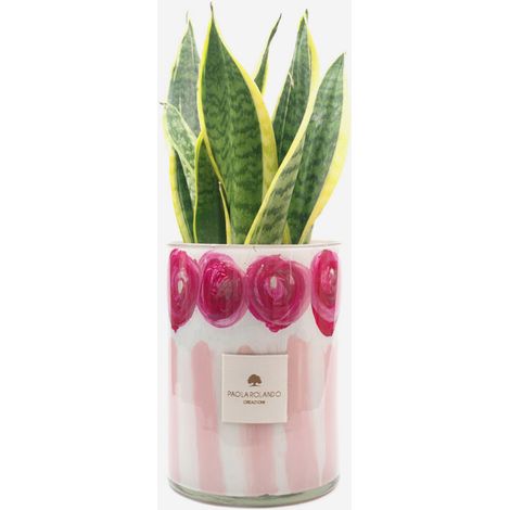 Sansevieria in vaso di vetro decorato a mano Le Rose H 15 - Rosa