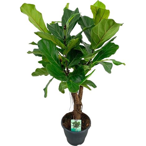 Ficus Lyrata - Figuier Lyre - Plante d'Intérieur Verte - Pot Ø26 cm - Hauteur 100 cm - PANGIVO (1/4)