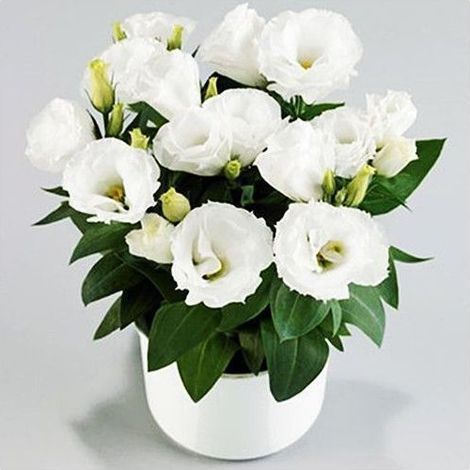 500 graines de lisianthus blanc - Floraison originale et colorée, facile à cultiver, idéal pour jardin et pots décoratifs (1/3)