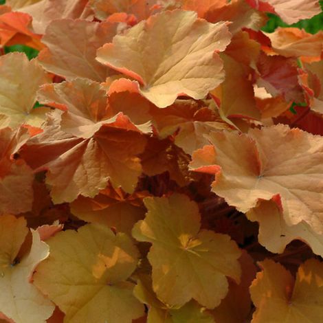 4 x Heuchère  - Heuchera 'Caramel'  - godet 9x9 cm